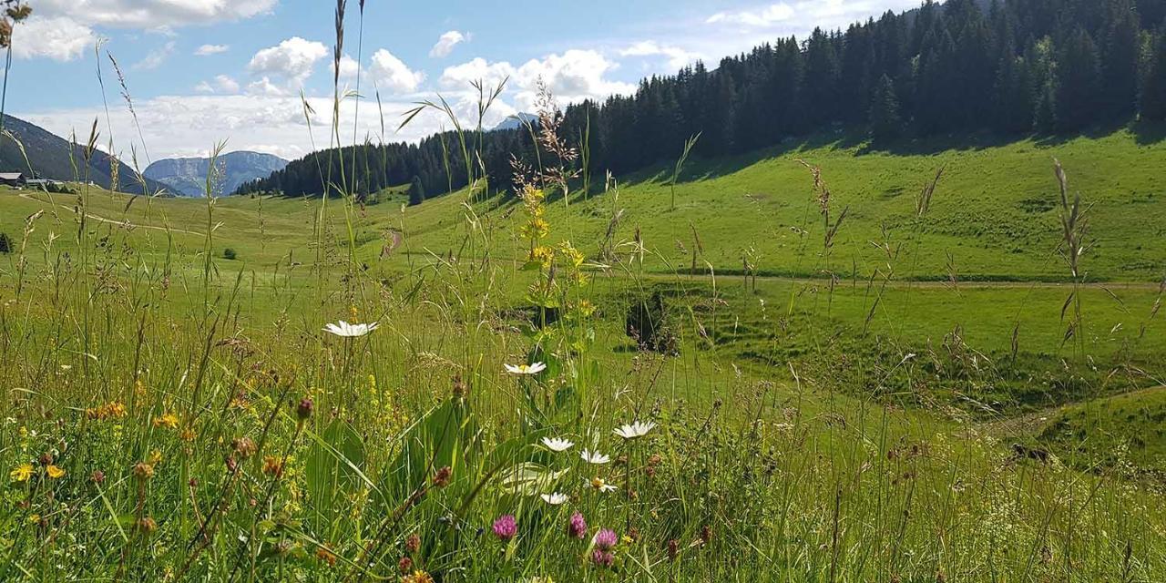 Gîte les Lanfiannes Thorens-Glières Extérieur photo